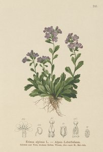 Elfenfingerhut (Erinus alpinus) von German School
