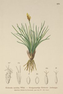 Falsche Segge (Kobresia simpliciuscula, Kobresia caricina)