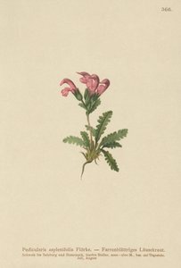 Farnblättriges Läusekraut (Pedicularis asplenifolia) von German School