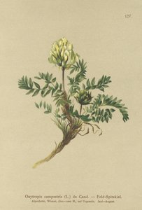 Feld-Locoweed von German School