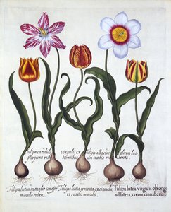 Fünf Tulpen, aus Hortus Eystettensis, von Basil Besler, veröffentlicht 1613 von German School