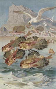 Flugdrache, Tafel aus Brehms Tierleben: Allgemeine Kunde des Tierreichs, Bd. 8, S. 134, veröffentlicht vom Bibliographischen Institut, 1892