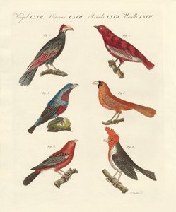 Schöne ausländische Vögel