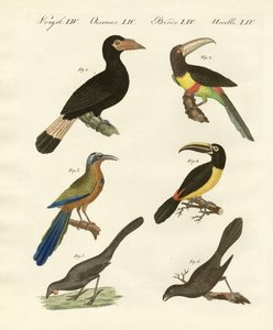 Ausländische Vögel