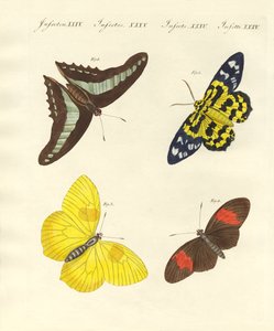 Fremde Schmetterlinge