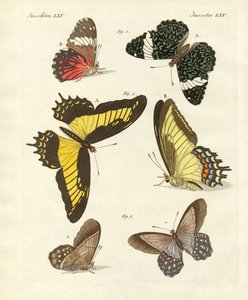 Fremde Schmetterlinge