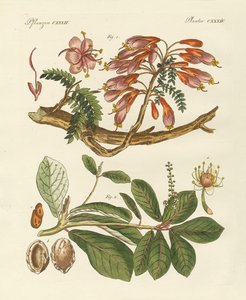 Ausländische Pflanzen (Farbstich)