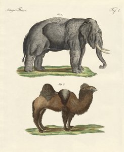Vierfüßige Tiere von German School
