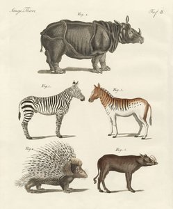 Vierfüßige Tiere