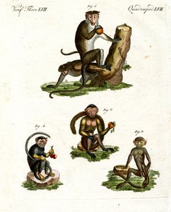 Vier Arten von Affen