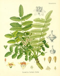 Weihrauch, Illustration aus Koehlers Heilpflanzen, veröffentlicht 1887 von German School