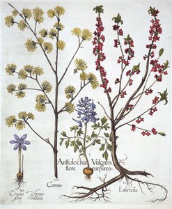 Lerchensporn, Seidelbast, Kornelkirsche und Frühlings-Krokus, aus Hortus Eystettensis, von Basil Besler, veröffentlicht 1613 von German School
