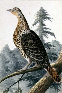 Wildvogel, ca. 1740 von German School