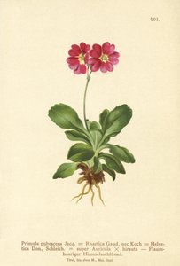 Garten-Aurikel
