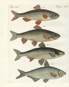 Deutsche Flussfische