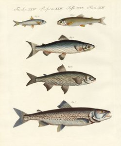 Deutsche Flussfische