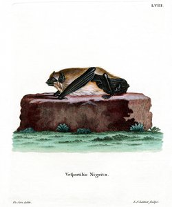 Riesenhausfledermaus von German School