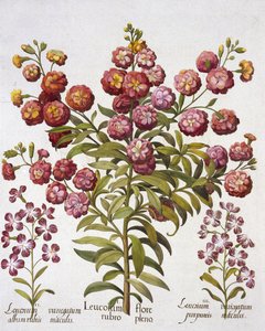 Levkoje, aus Hortus Eystettensis, von Basil Besler (1561-1629), veröffentlicht 1613