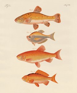 Goldfisch