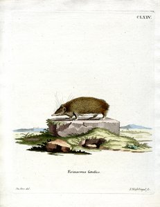 Großer Tenrek von German School