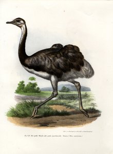 Großer Nandu, 1864