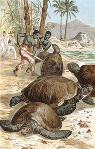 Grüne Schildkröte, Tafel aus "Brehms Tierleben: Allgemeine Kunde des Tierreichs", Bd.7, S.596, veröffentlicht vom Bibliographischen Institut von German School