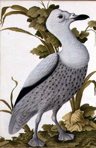 Graugans, ca. 1740
