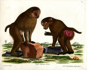 Guinea-Pavian