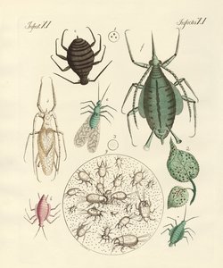 Schädliche Insekten