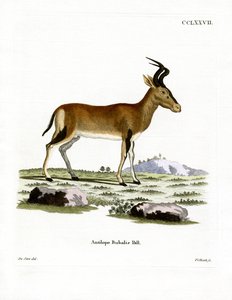 Hartebeest von German School