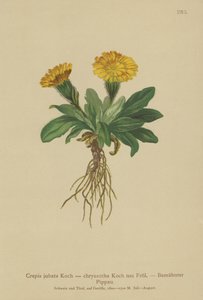 Greiskraut von German School