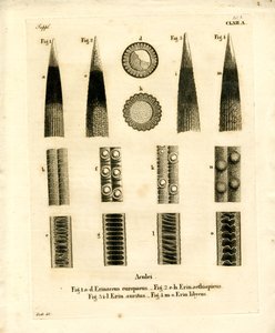 Igelstacheln