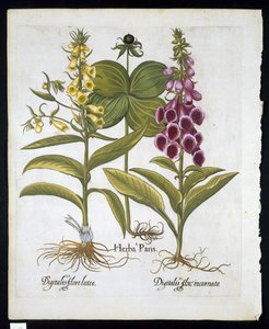 Einbeere (Solanum quadrifolium), Roter Fingerhut (Digitalis Purpurea) und Große Gelbe Fingerhut aus Hortus Eystettensis von Basil Besler (1561-1629), veröffentlicht 1613 von German School