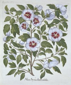 Hibiscus syriacus, aus Hortus Eystettensis, von Basil Besler (1561-1629), veröffentlicht 1613 von German School