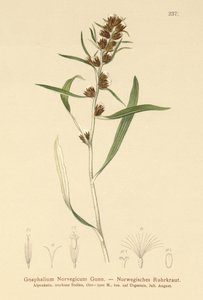 Hochland-Ruhrkraut (Gnaphalium norvegicum)