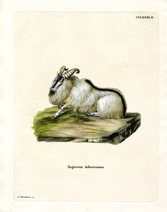 Himalaya-Tahr