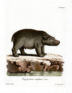 Nilpferd