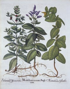 Rossminze und Grüne Minze, aus Hortus Eystettensis, von Basil Besler (1561-1629), veröffentlicht 1613 von German School