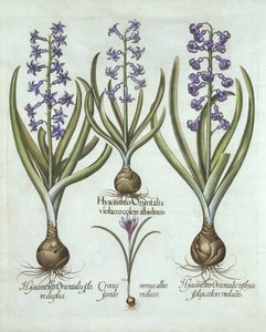 Hyazinthen und ein Herbst-Krokus, aus Hortus Eystettensis, von Basil Besler (1561-1629), veröffentlicht 1613