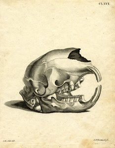 Hyrax-Schädel von German School