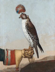 Isländischer Gerfalke, 1759