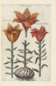 Illustration aus "Florilegium ... tractans de variis floribus et aliis indicis plantis as vivum delineatum in duabus partis et quatuor linguis concinnatum" von Emanuel Sweert, 1612-14 von German School