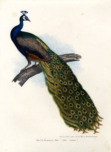 Indischer Blauer Pfau, 1864
