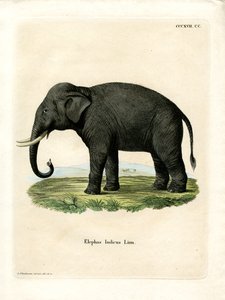 Indischer Elefant von German School