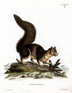 Indisches Riesenhörnchen
