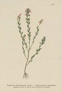 Irisches Augentrost (Euphrasia Salisburgensis)