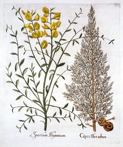 Italienische Zypresse und Spanischer Ginster, aus Hortus Eystettensis, von Basil Besler, veröffentlicht 1613