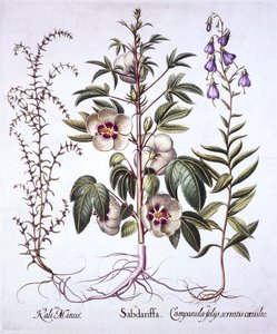 Jamaika-Sauerampfer, Glockenblume und Stachelsalz, aus Hortus Eystettensis, von Basil Besler, 1613 von German School