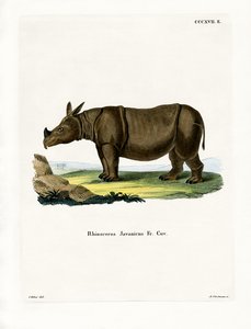 Javanisches Nashorn