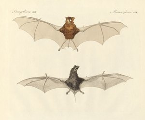 Javanische Fledermäuse
